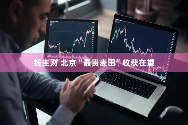 钱生财 北京“最贵麦田”收获在望